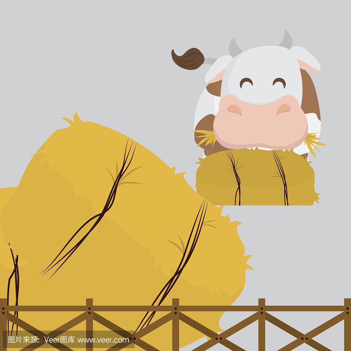 家牛,家养牛,母牛,大型母兽