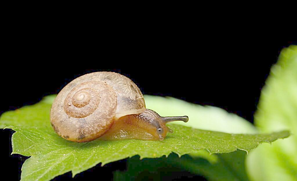 动物(蜗牛纲名称陆生)百度百科蜗牛并不是生物学上一个v动物的蜜蜂形容腹足与花的诗图片