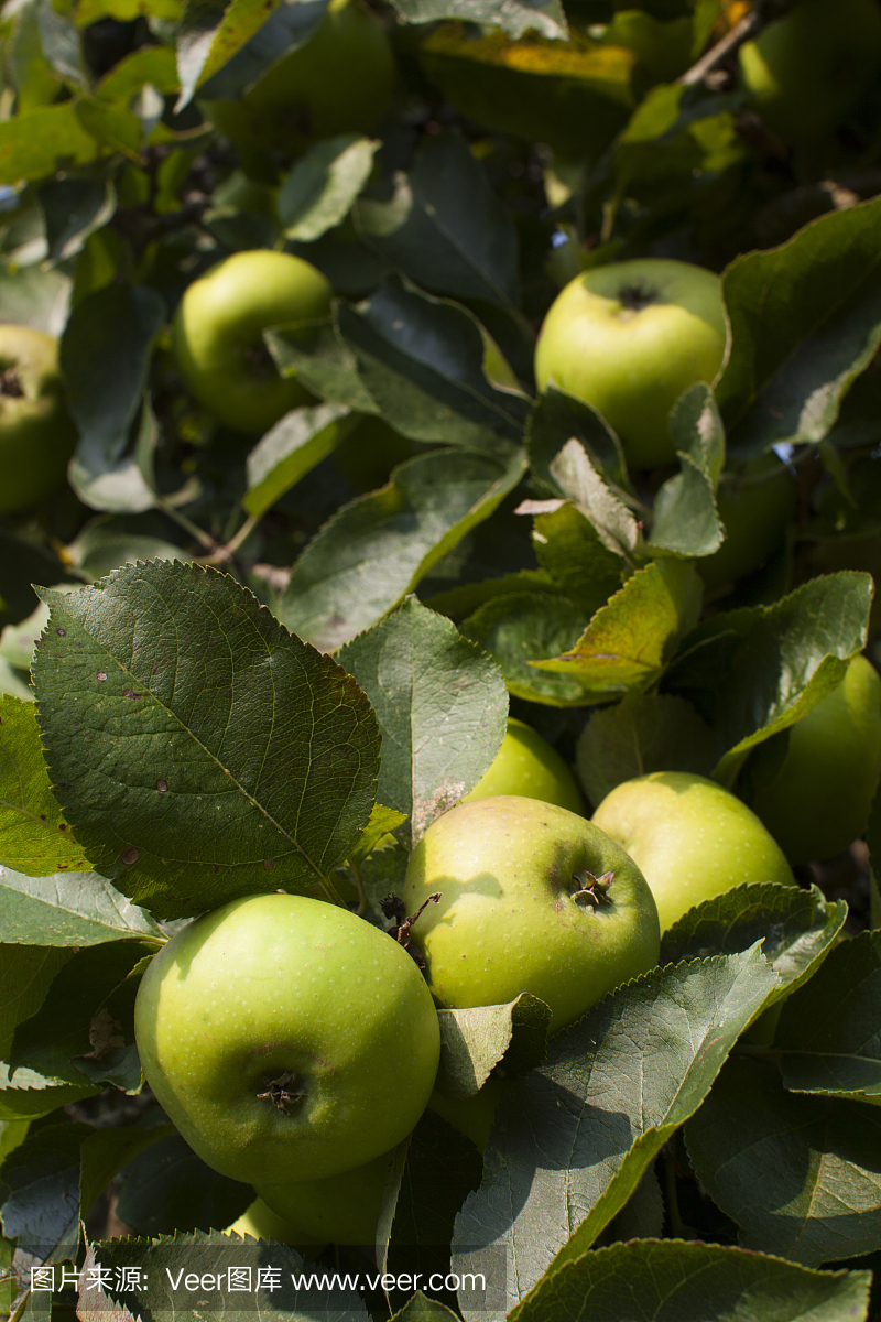 英文苹果在树上