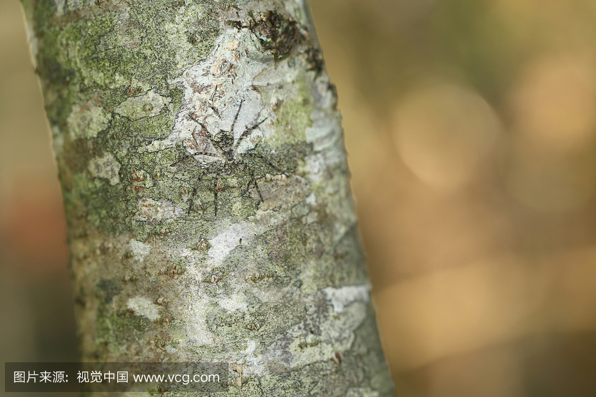 Lichen Running Spider on the trunk of Hornbea