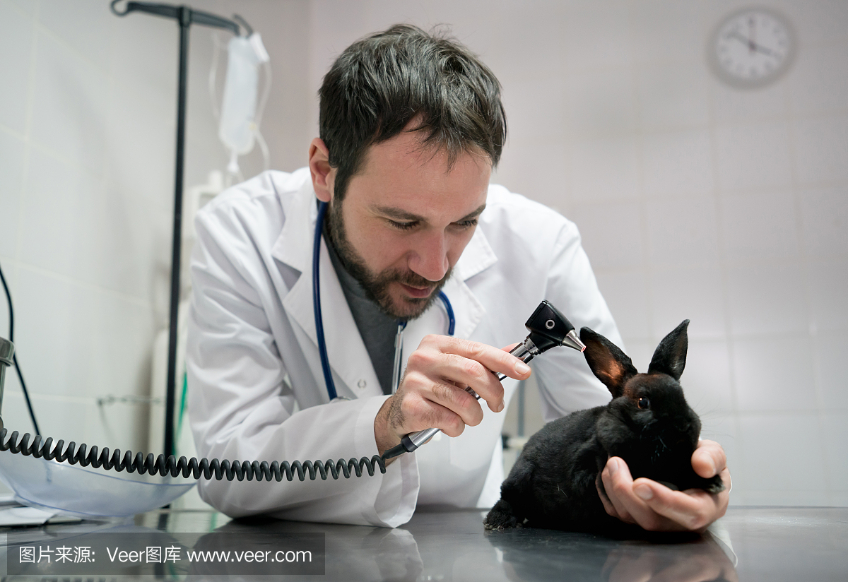 男性兽医看起来非常专注于检查一只黑兔子的耳