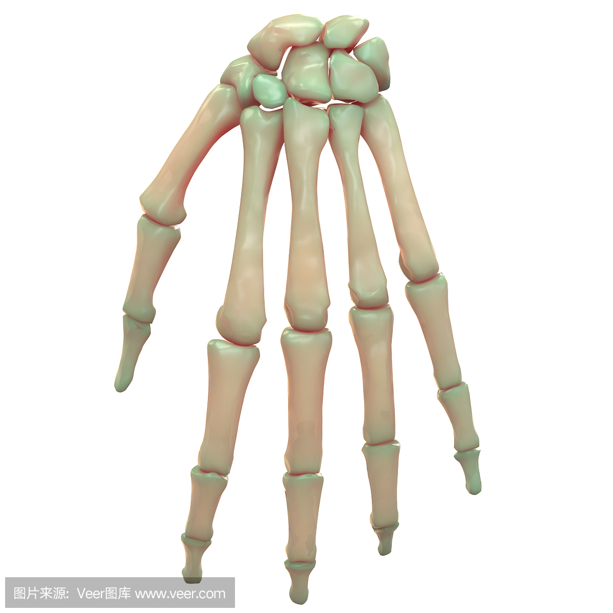 人体骨骼系统手掌关节解剖学(后视图)