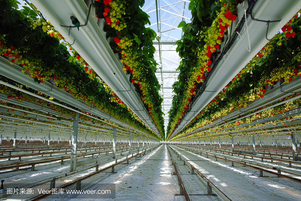 美味的有机草莓生长在大荷兰温室,日常收获。