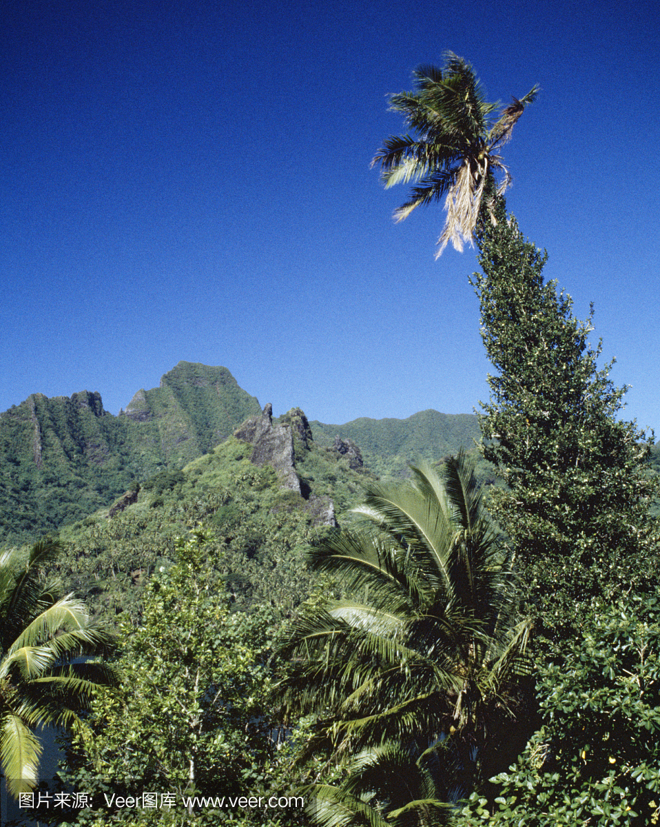夏威夷热带山棕榈树景区