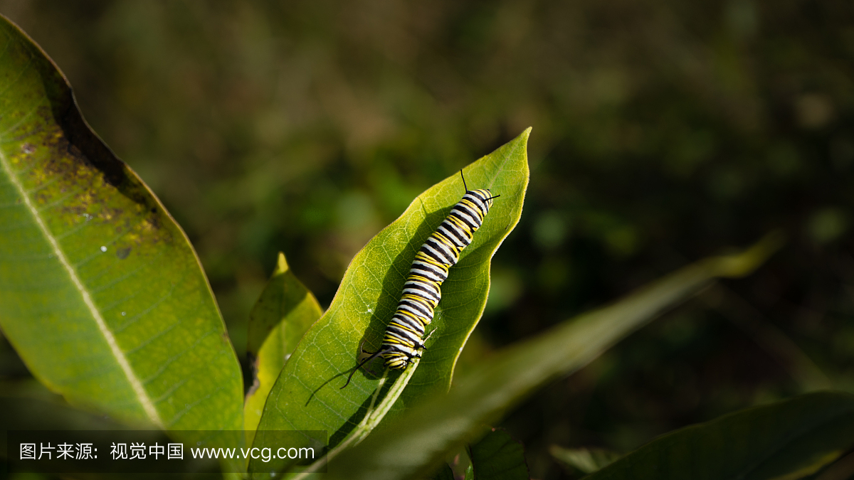 Virginia Caterpillar