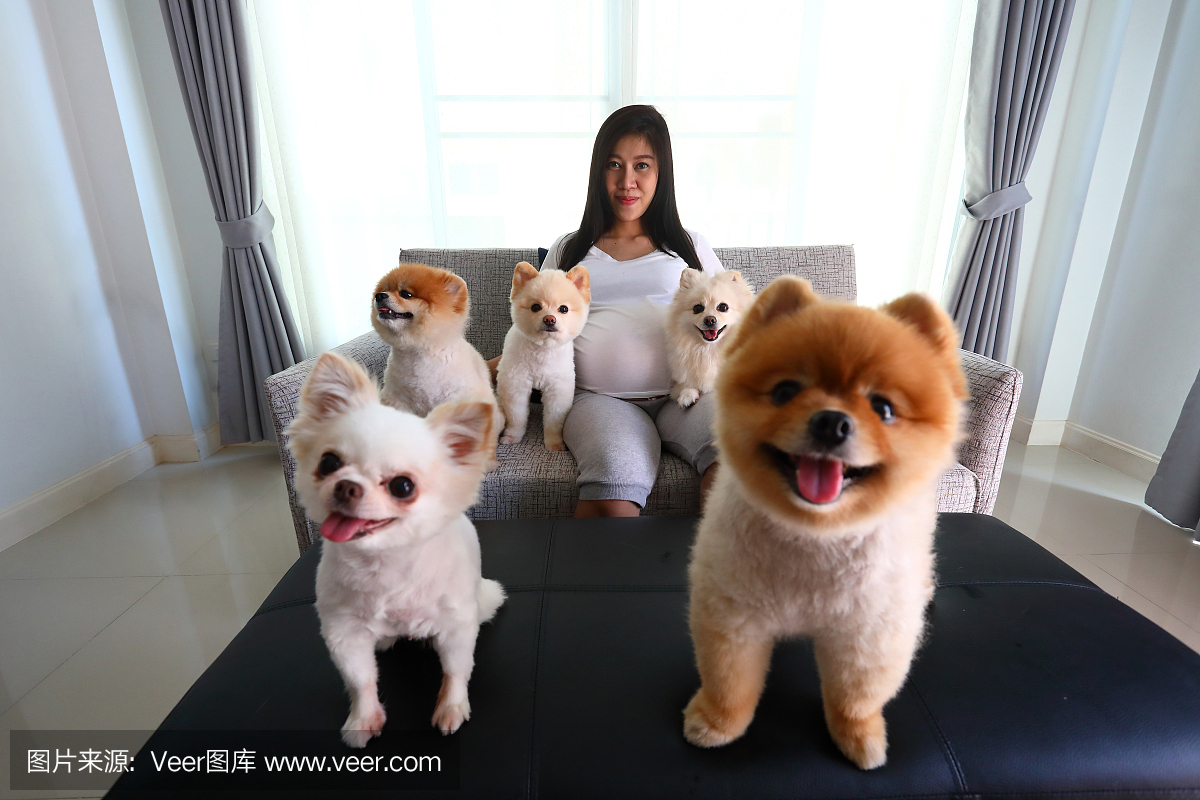 女人怀孕9个月和波美拉犬可爱的宠物坐在沙发