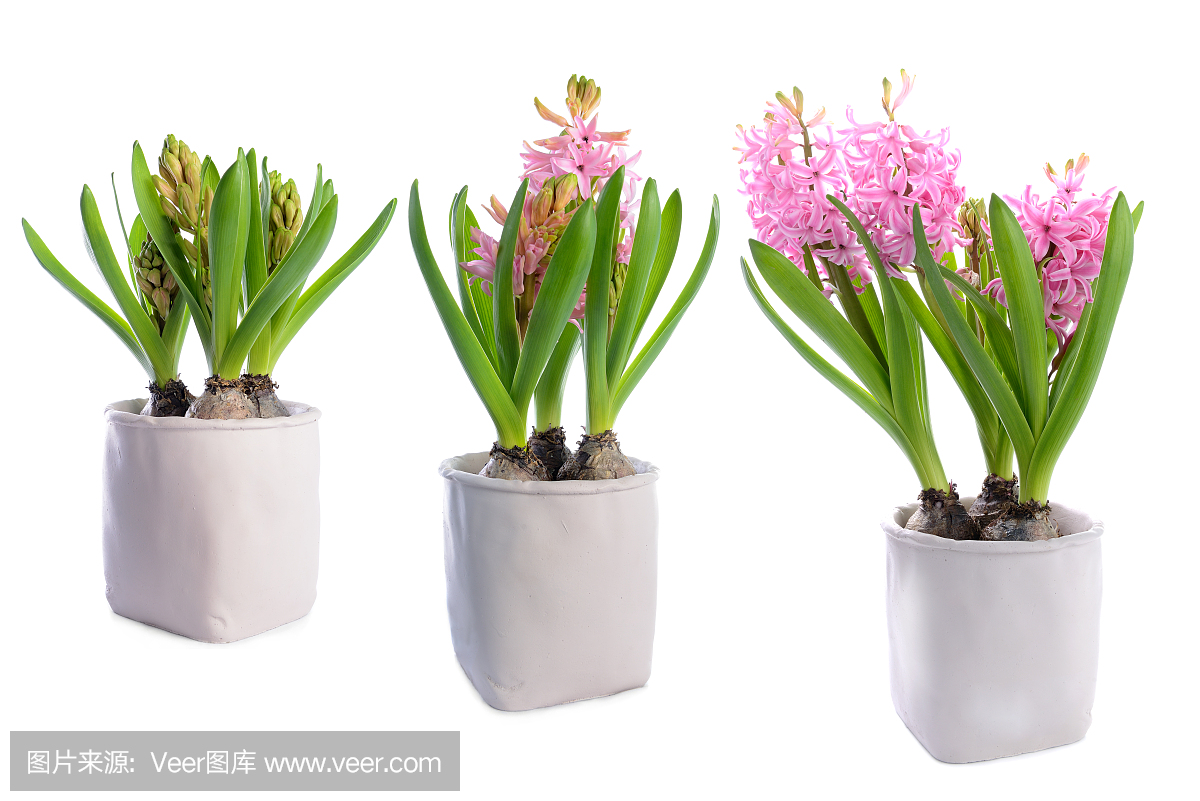 风信子花三个阶段的成长