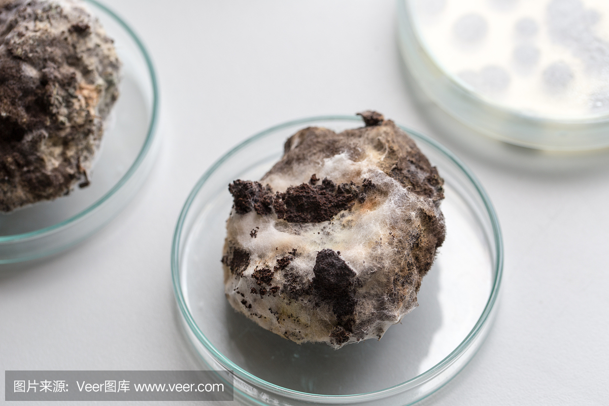 黑曲霉培养皿中的微观,微生物学教育实验室。