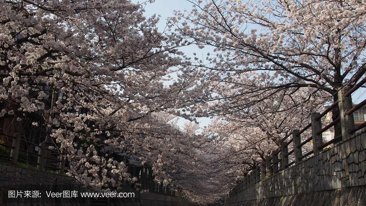 樱花,花季季节的日本樱花