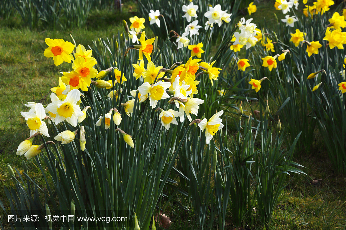 水仙花开春花英文花园。