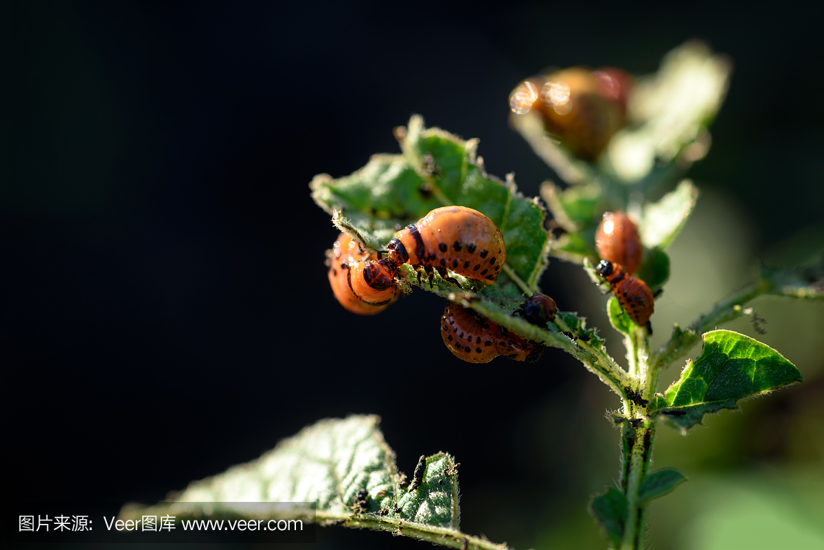 科罗拉多甲虫吃马铃薯植物