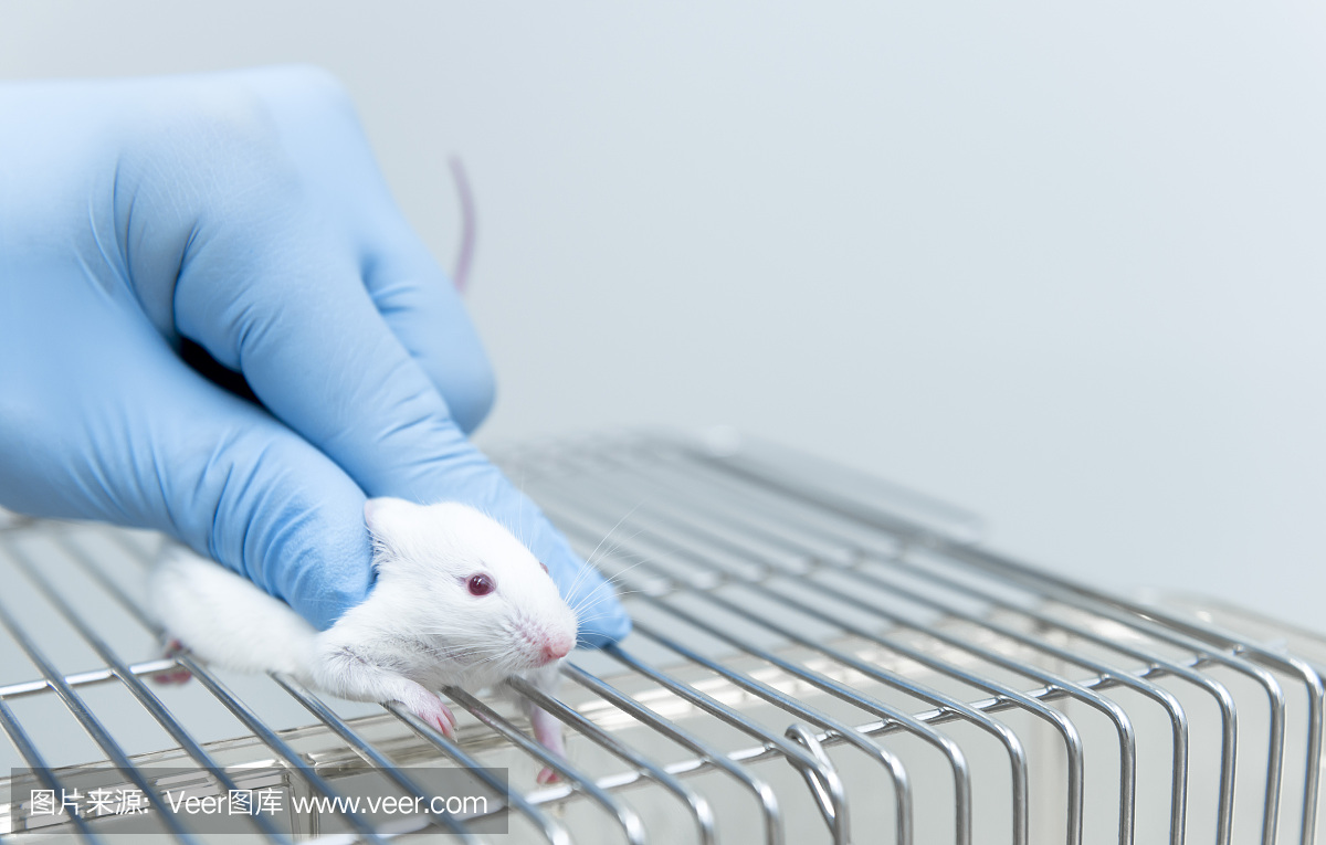 研究人员抓住白色小实验小鼠进行药物注射