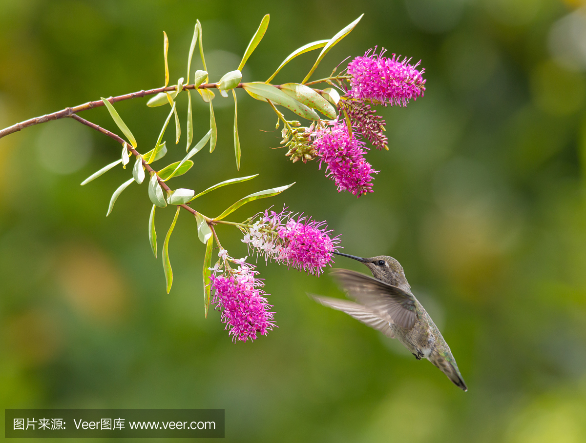 捷足先登,早起的鸟有食吃,早到早得,先到先得