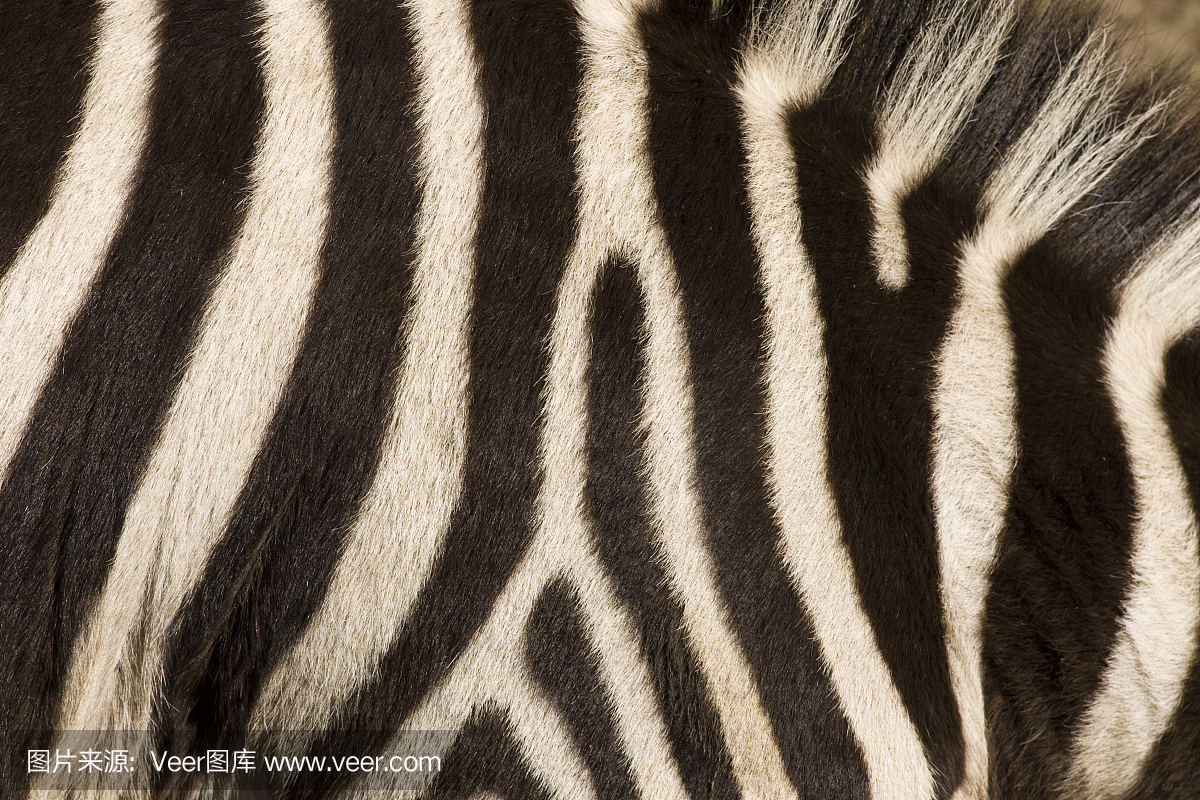交警无法 司机“闯黄灯”越斑马线
