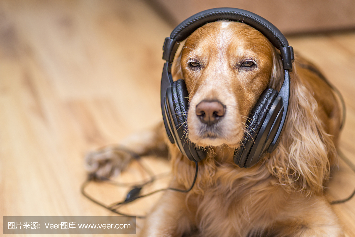 狗在耳机听音乐