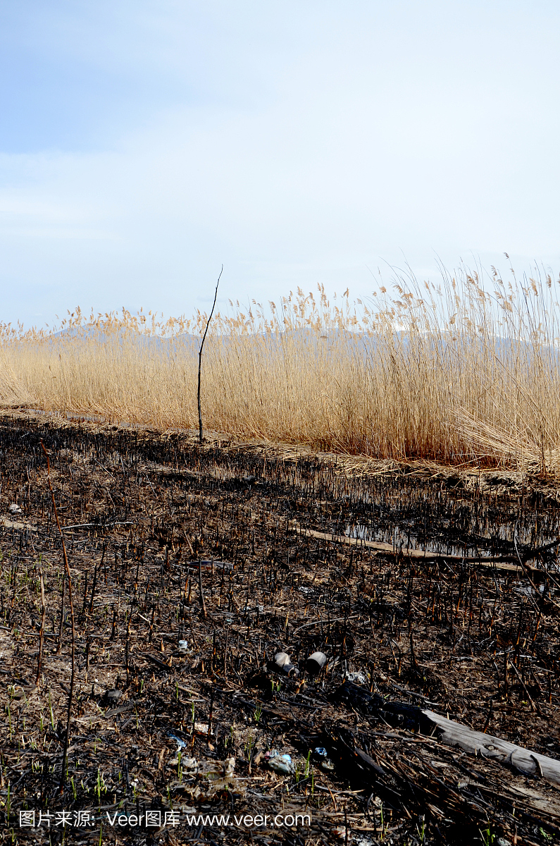 在马其顿州普雷斯帕湖的海滩上烧了芦苇