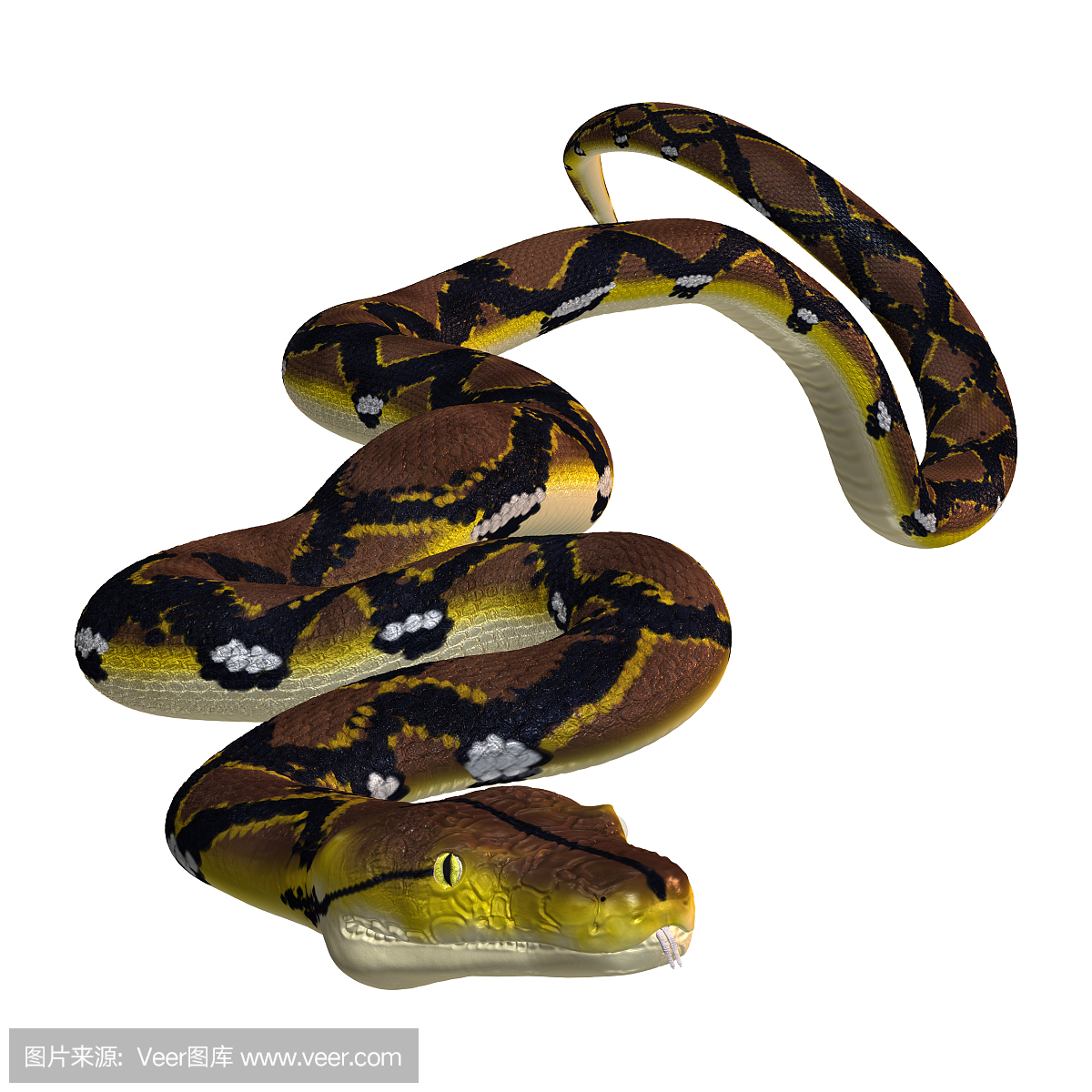 爬虫学,爬虫类,巨蟒,蛇属