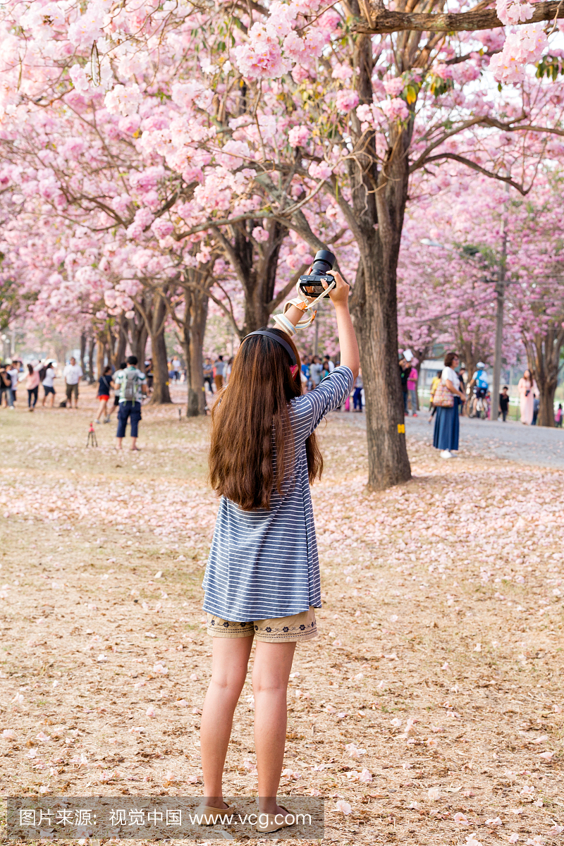 旅行者在假期拍摄樱花树照片