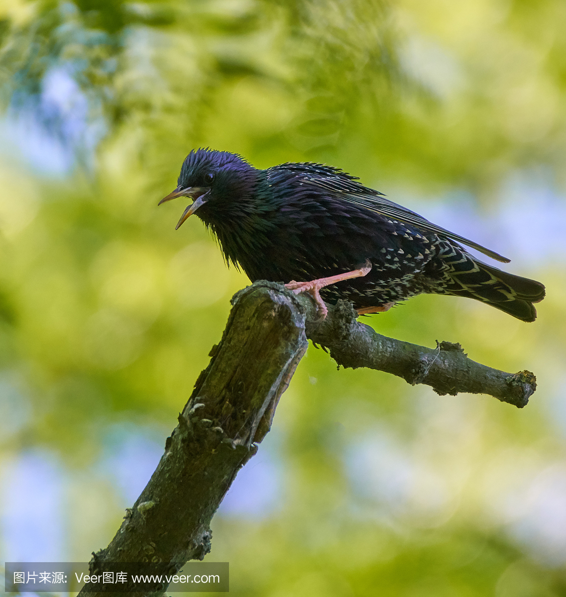 鸟鸣声,鸟鸣,鸟叫声,八哥