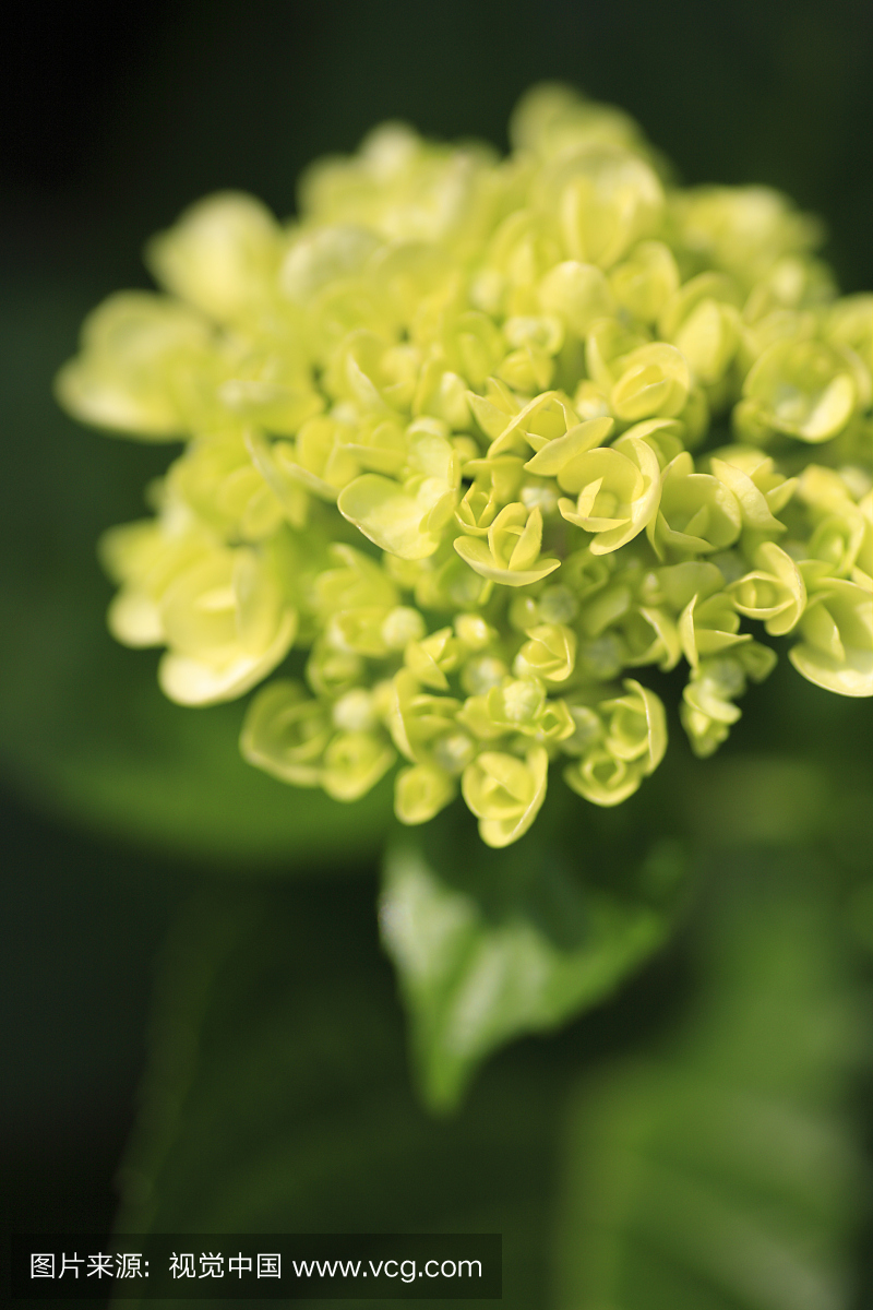 日本,东京大都会,多摩市,一束黄色的花,特写