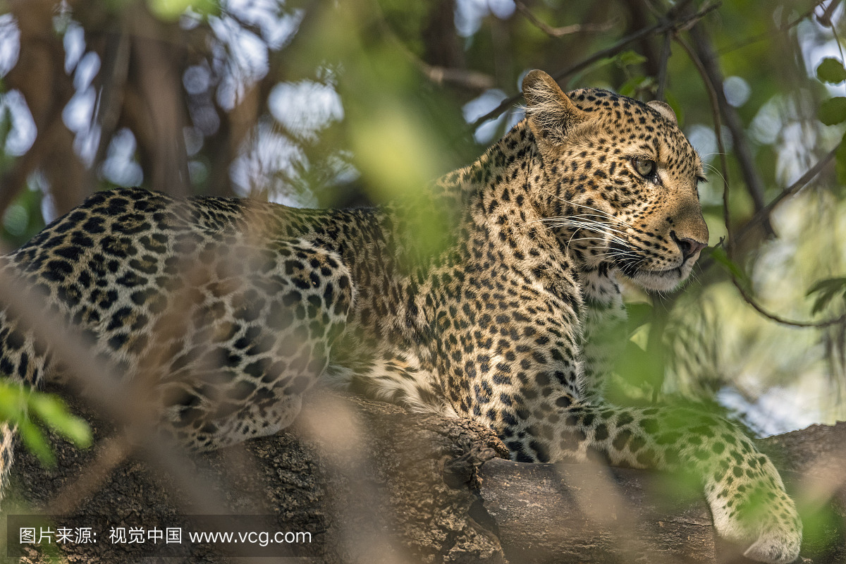 赞比亚,南Luangwa国家公园,基于树的注意豹子