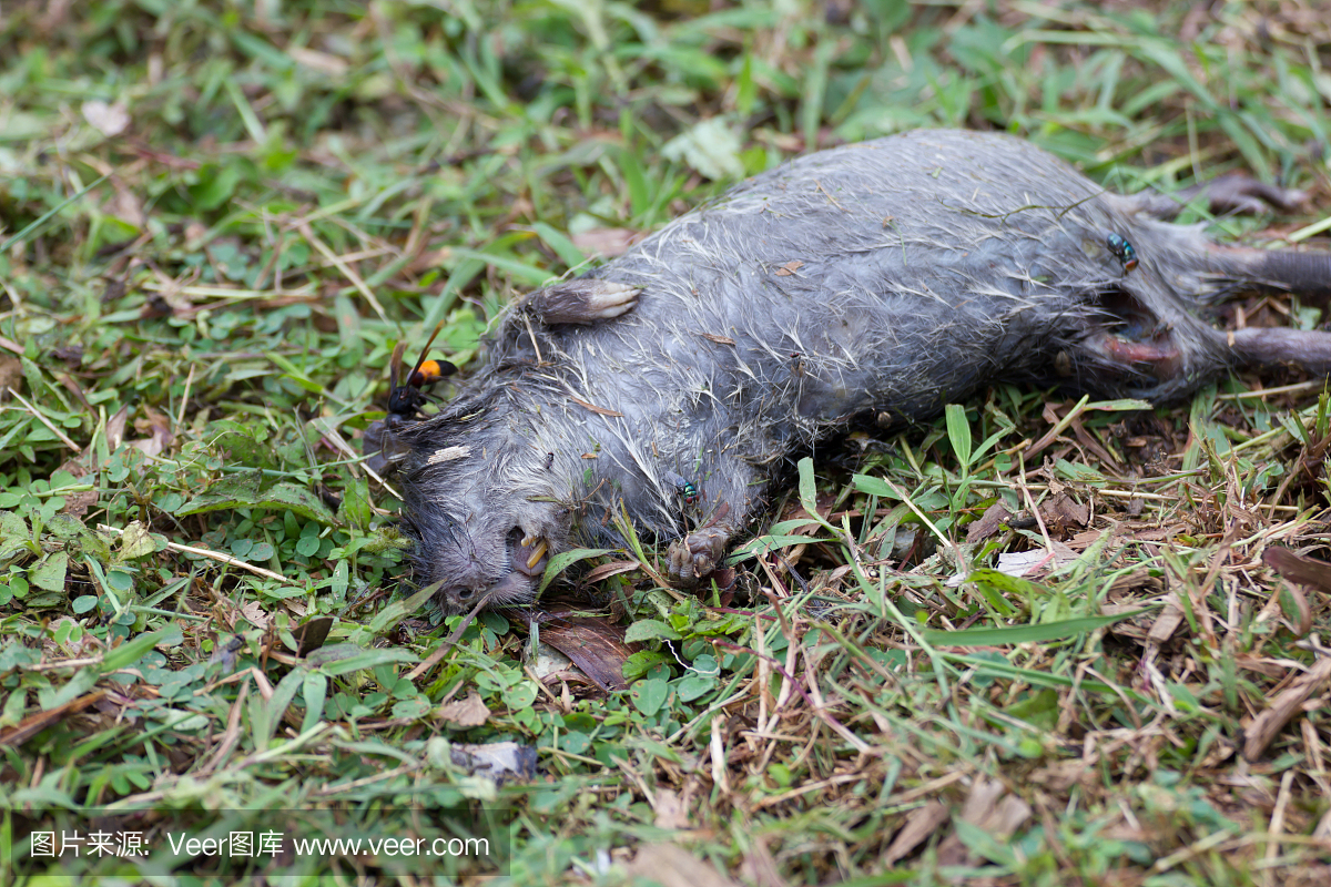 死老鼠在草地上