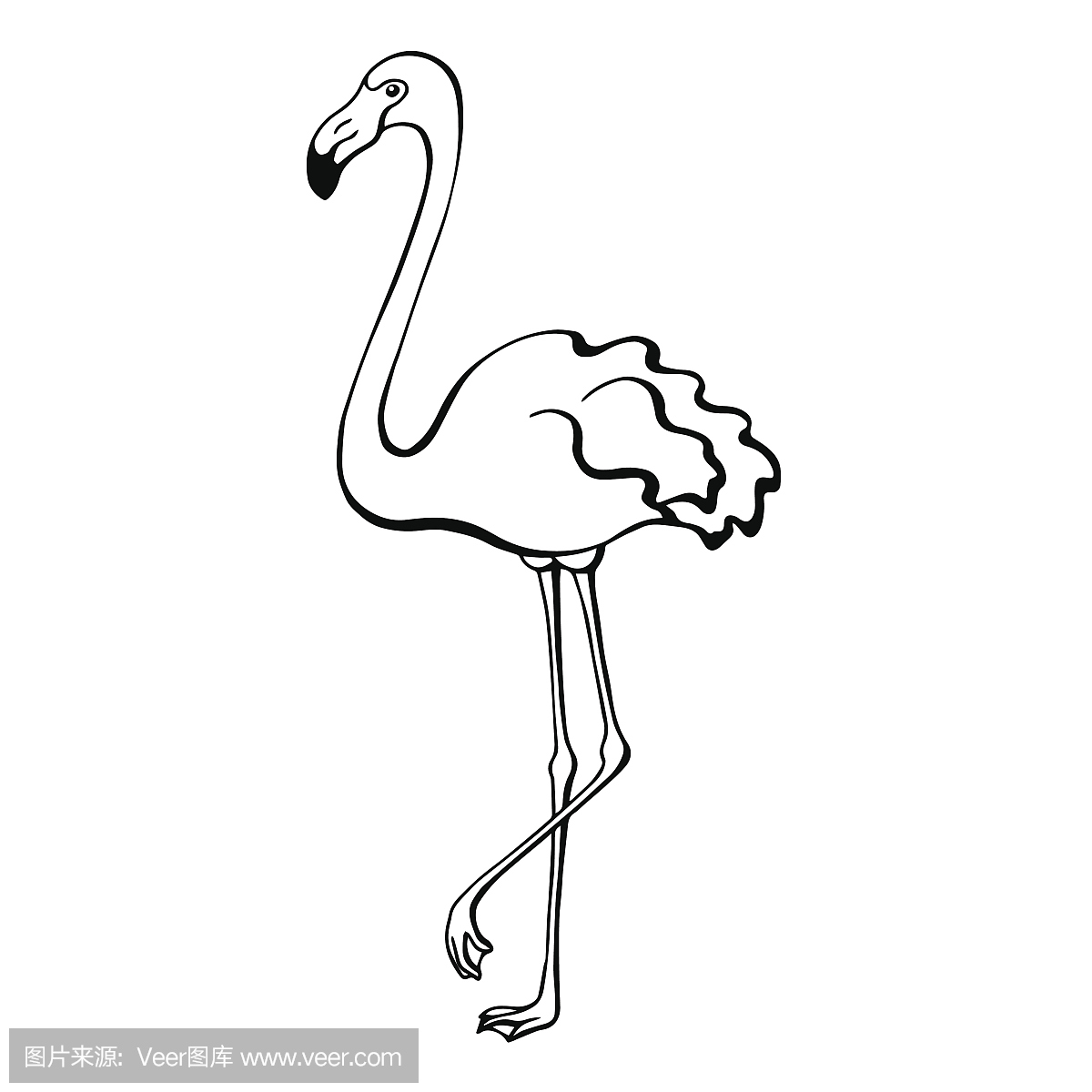 火烈鸟,红鹳,红鹤,自然