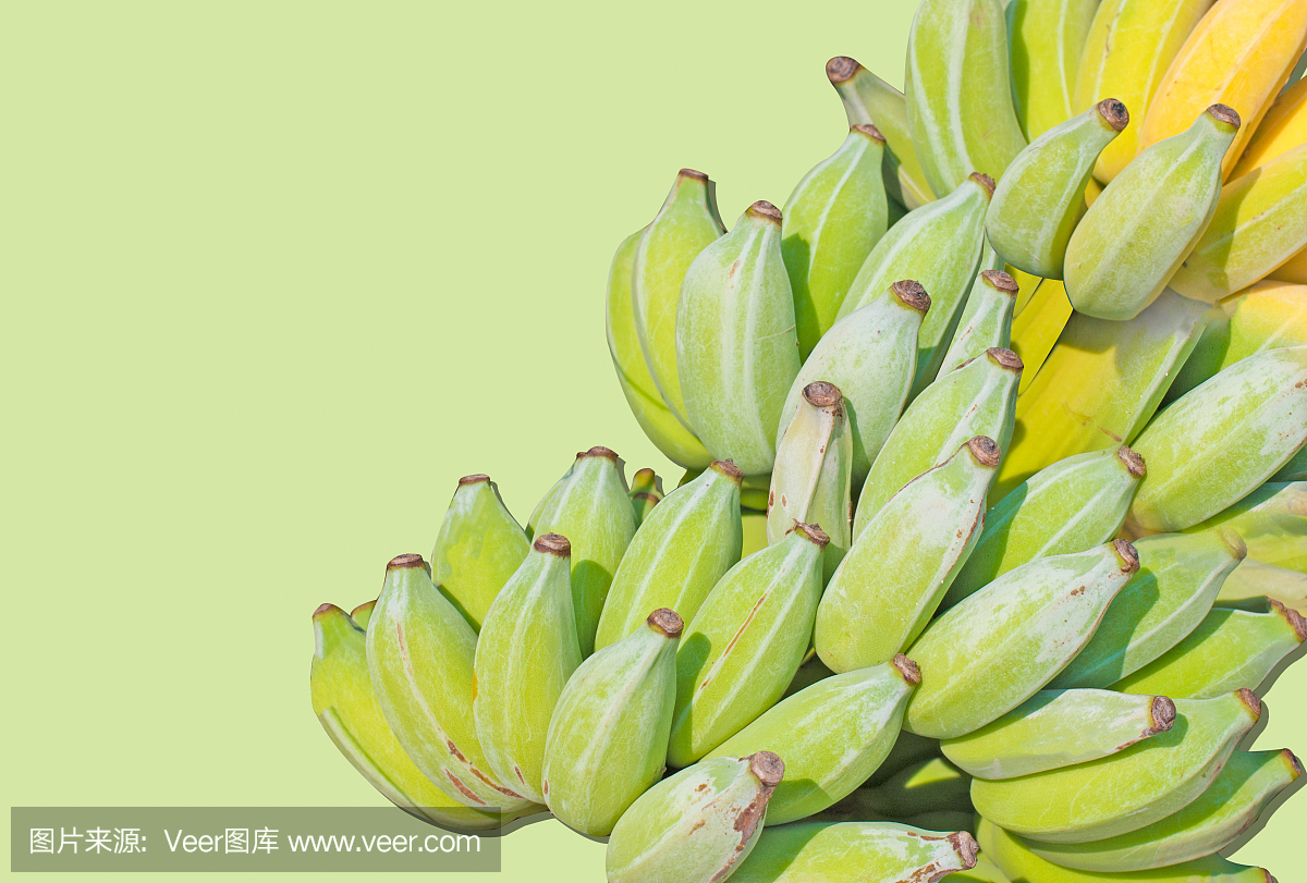 一束未加工和成熟的香蕉在浅绿色背景上被隔离