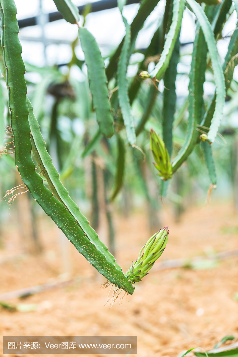 龙果花芽,火龙果在温室里盛开