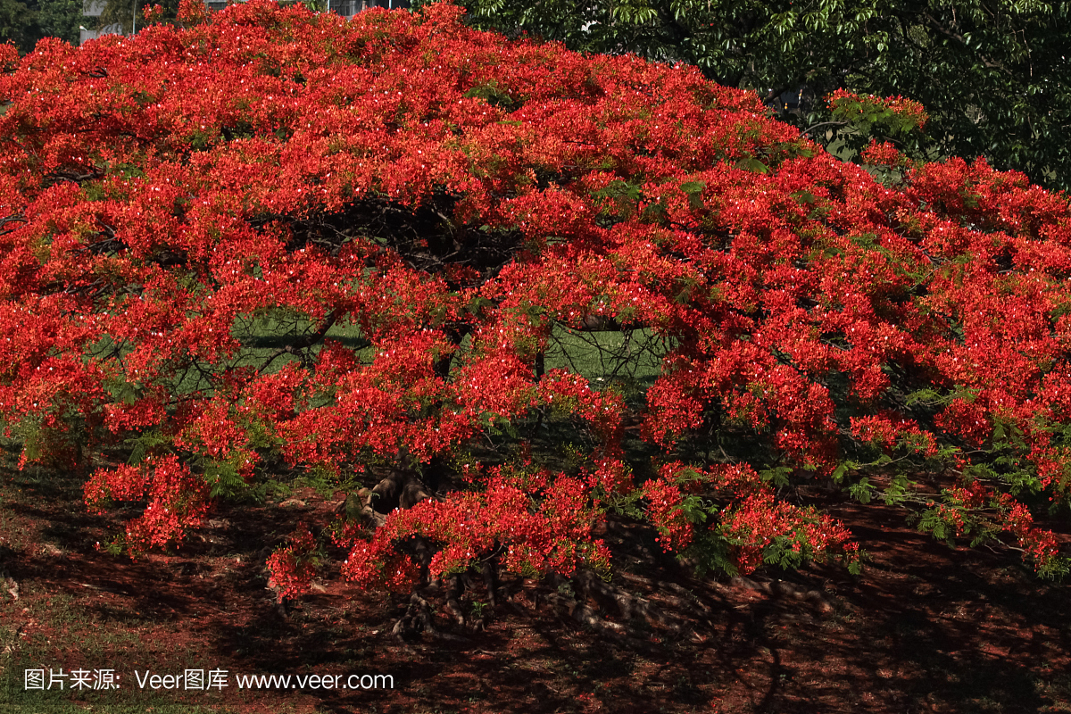 城市景观:火焰树,华丽的季节开花在巴西利亚,巴西