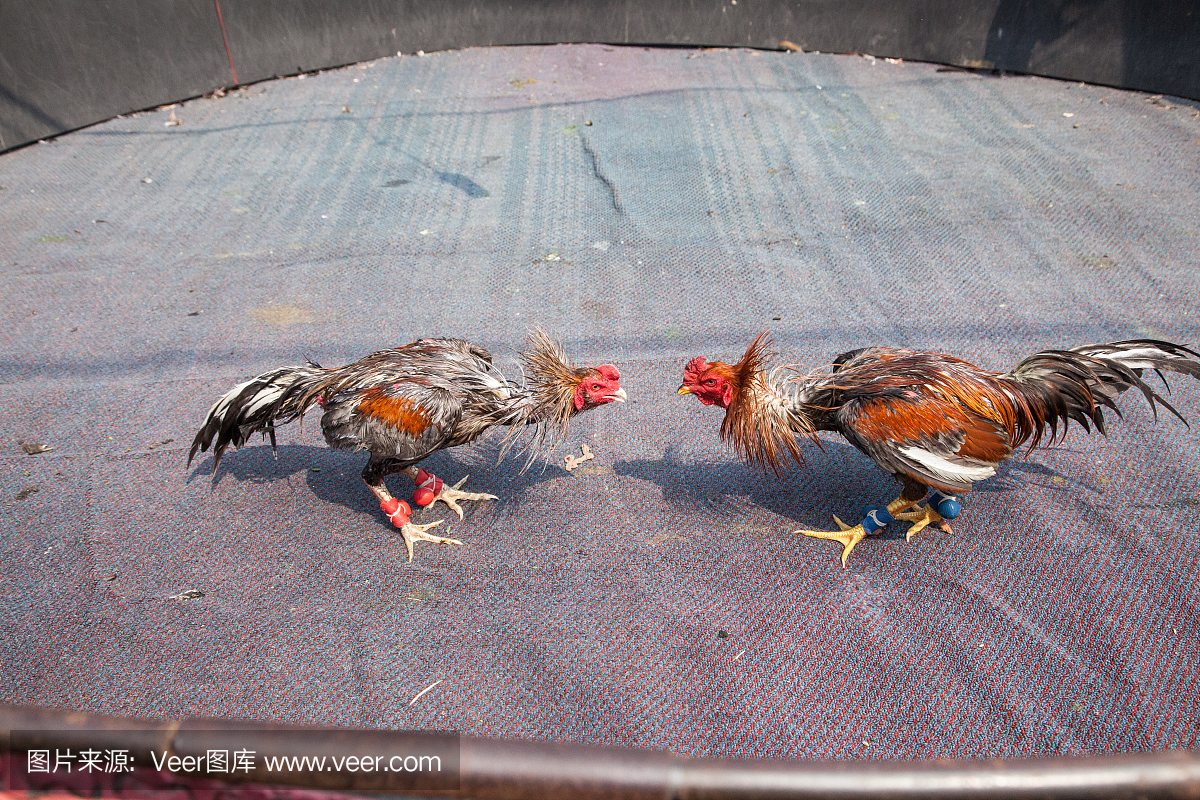 斗鸡比赛,斗鸡,斗雄鸡,摄影