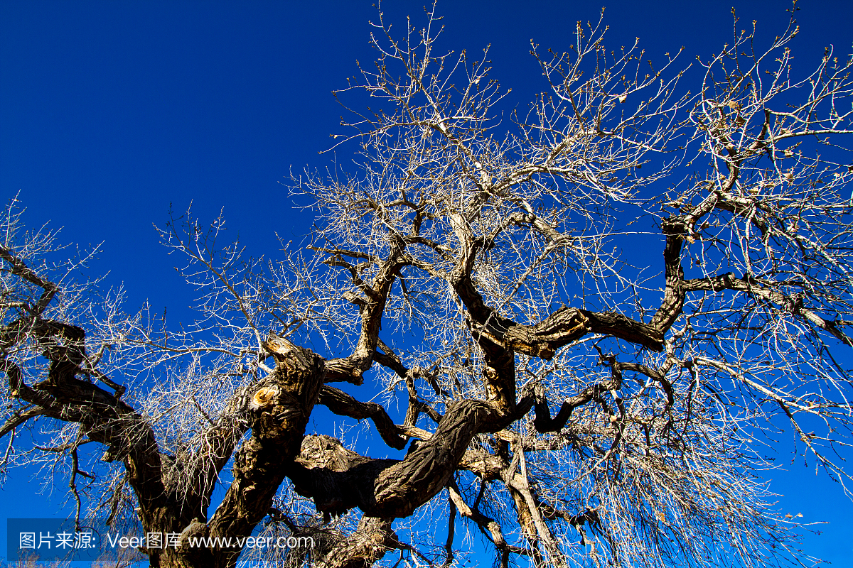 冬天棉花树被蓝天背后