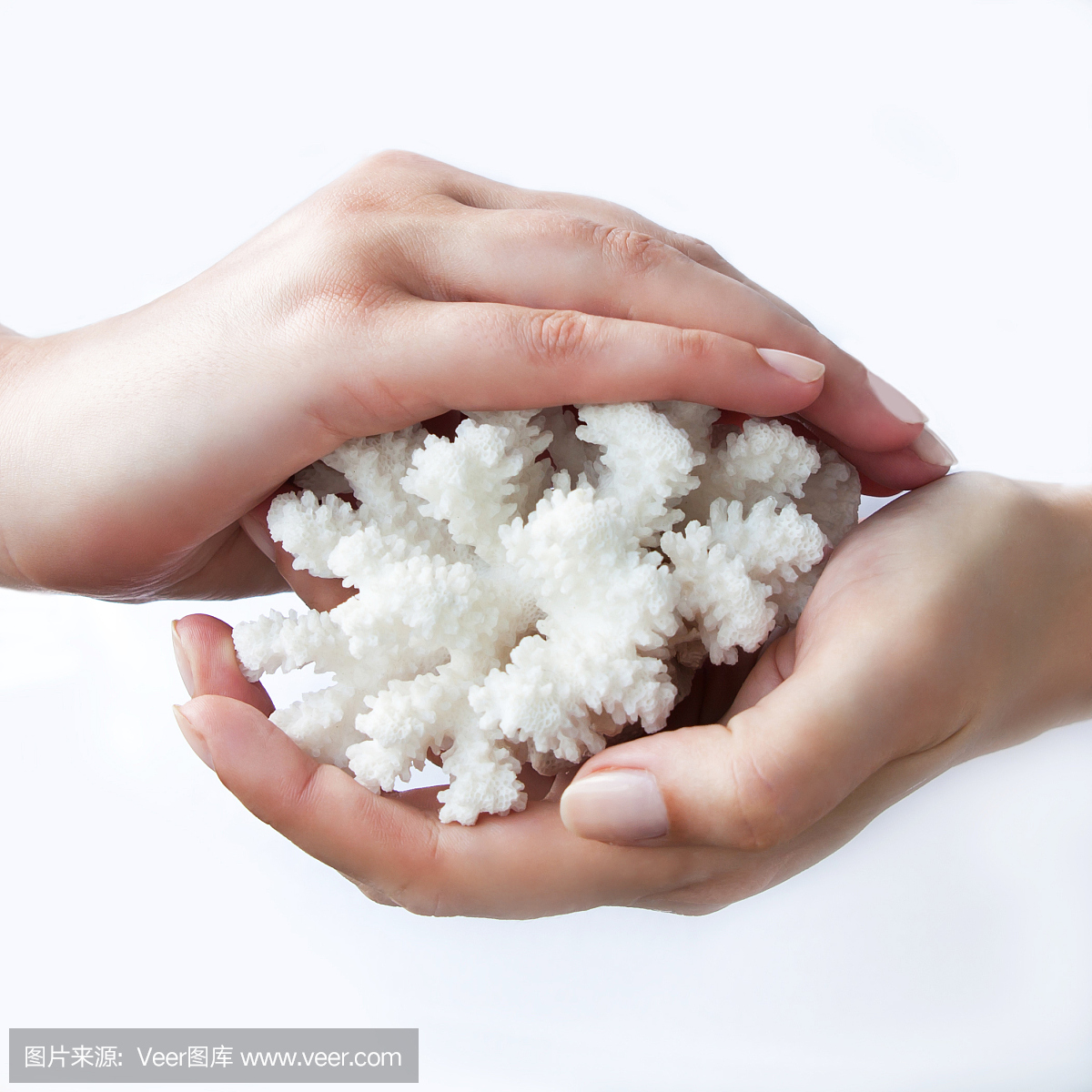 动物手指,动物指头,美,度假胜地