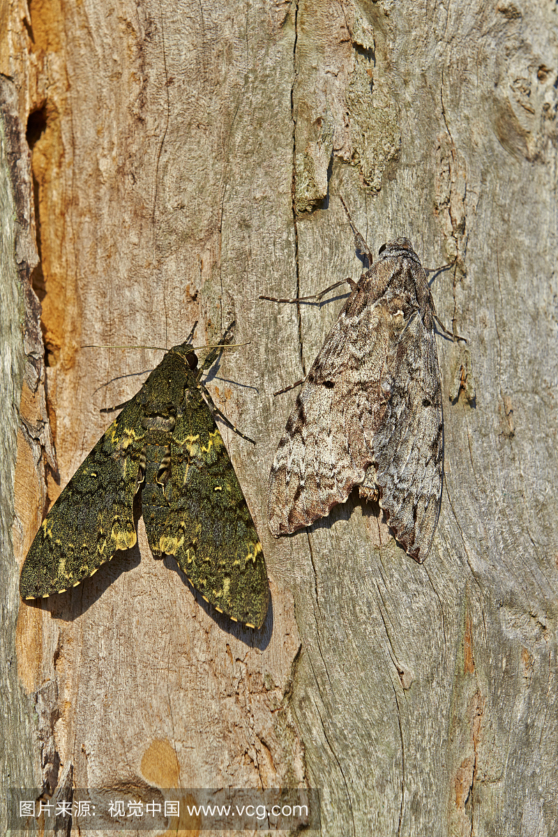 Moths on a tree trunk - Amazon Basin Brazil ,