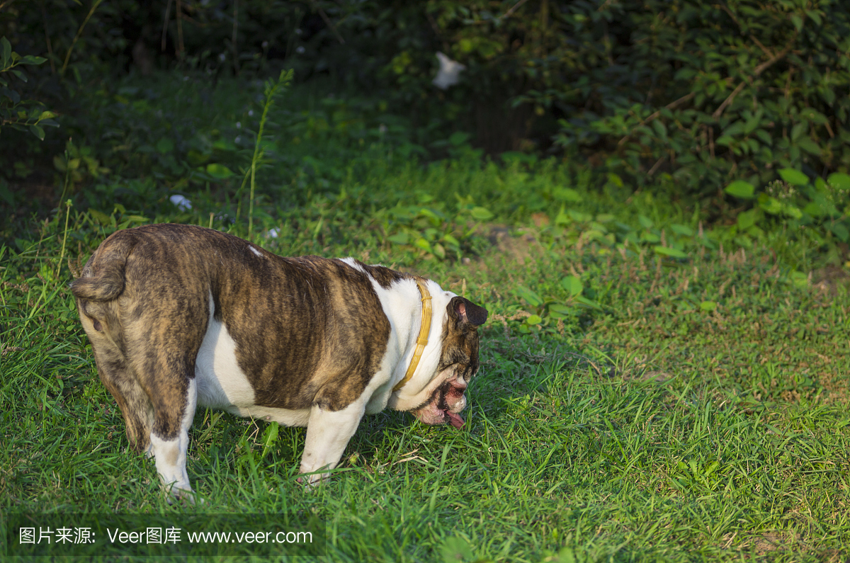 英文牛头犬肖像,站在草地。从后面射击