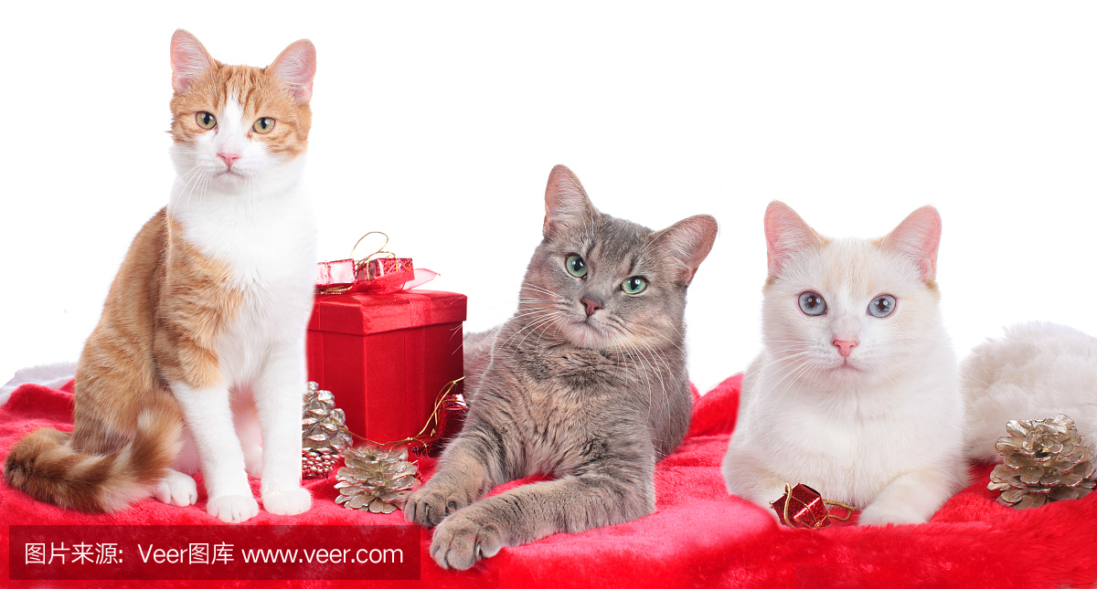 三只猫在圣诞节