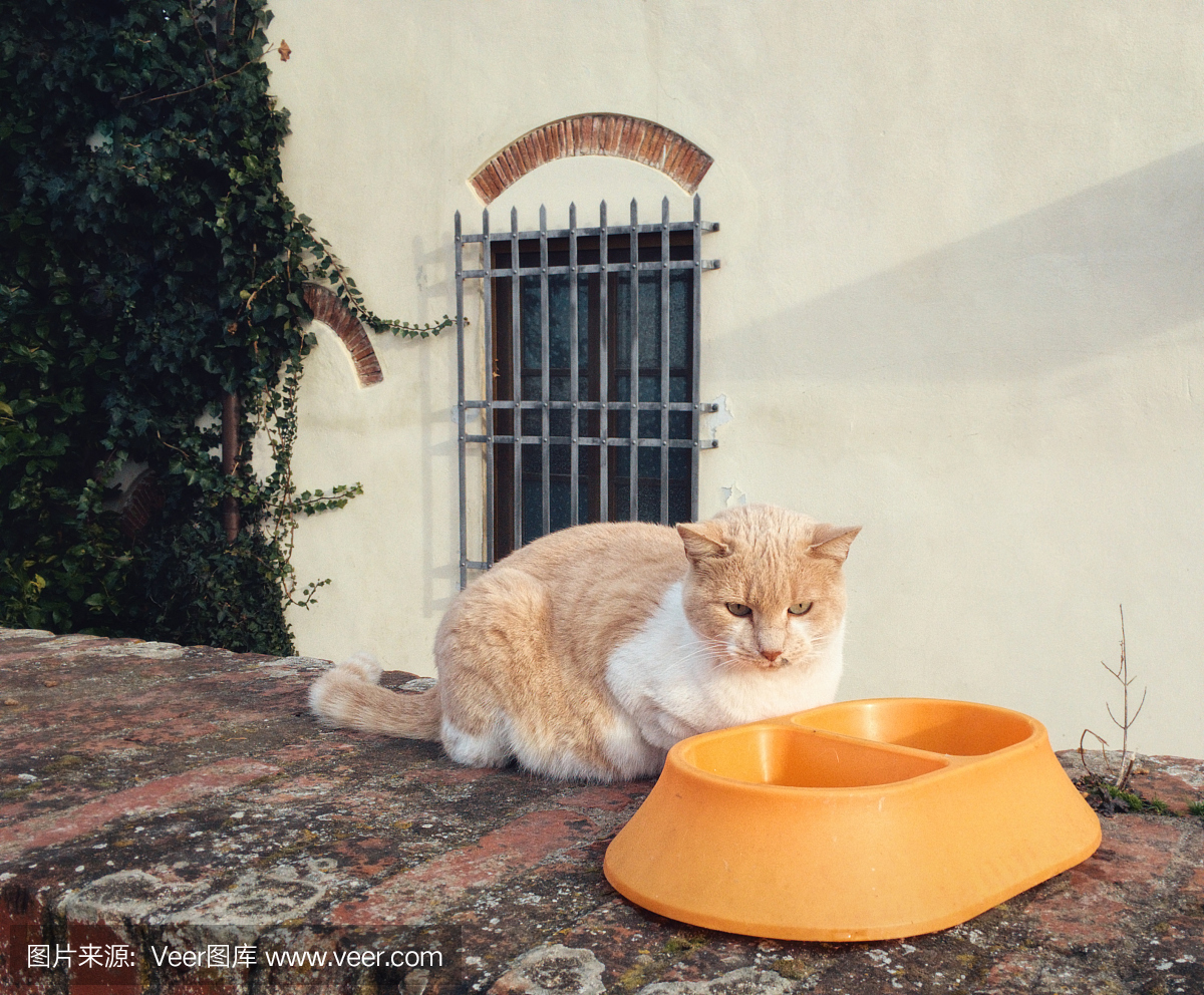 猫碗,猫饭盆,猫盆,猫饭碗