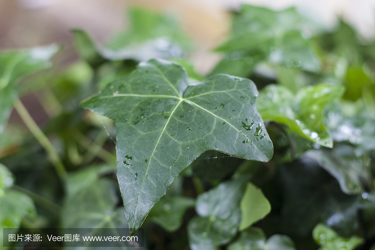 自然,选择对焦,美,式样