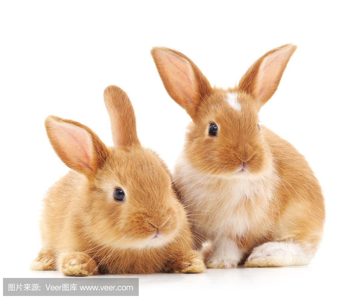 两只小兔子_两只小兔子图片