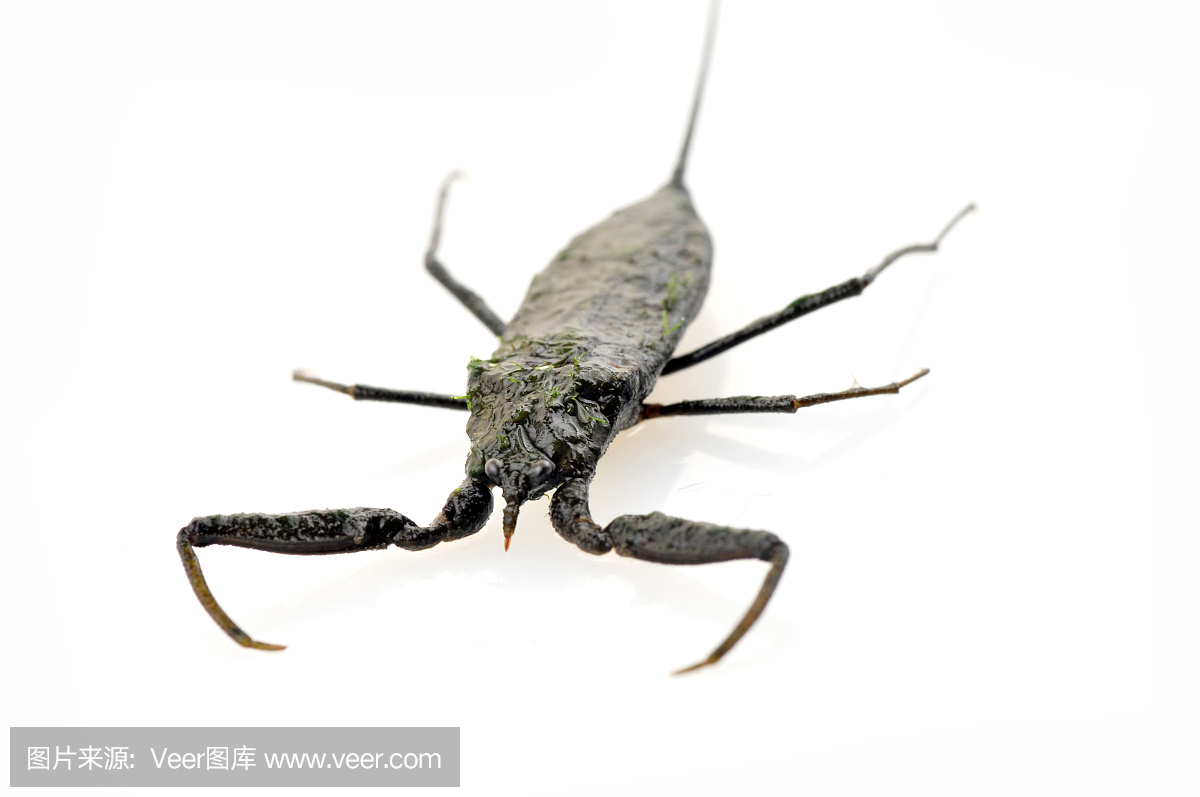 水蝎,水蝎子,英文字母A,A字母的