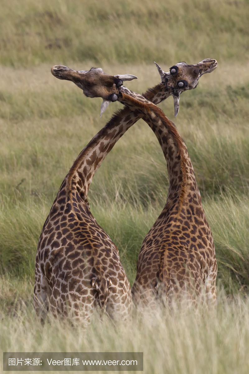 马赛长颈鹿,马莎驯鹿,垂直画幅,无人