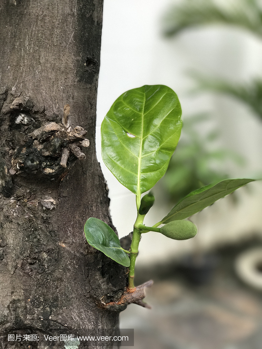 Jackfruit tree has new branch with young jackfru