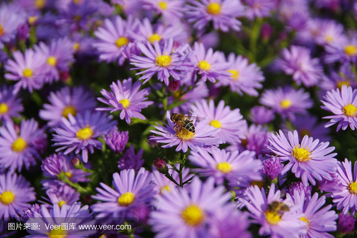 蜜蜂在蓝色的花朵上