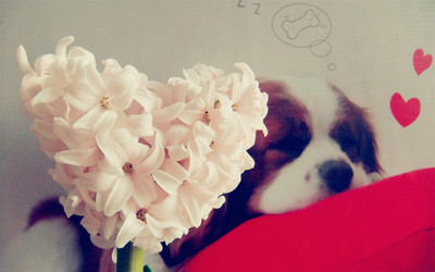 唯美意境小清新养眼心形图案非主流桌面壁纸下-441kb