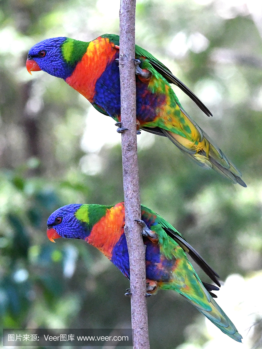 吸蜜鹦鹉,澳洲小鹦鹉,英文字母T,T字母的