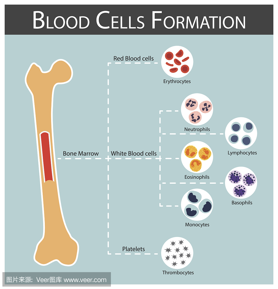 血细胞形成(骨髓产生血细胞系列:红细胞,淋巴细