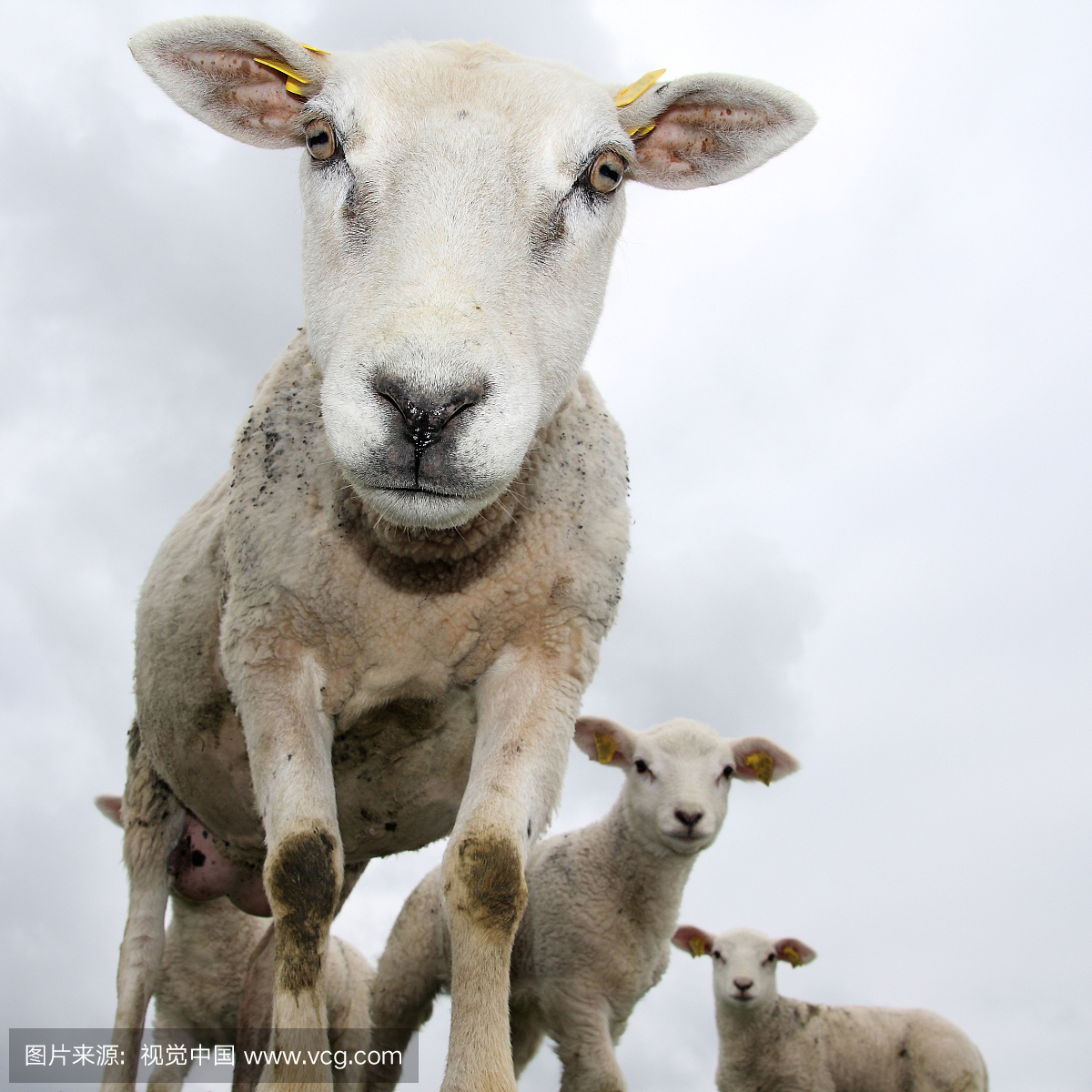 荷兰,荷兰风情,荷兰共和国,绵羊