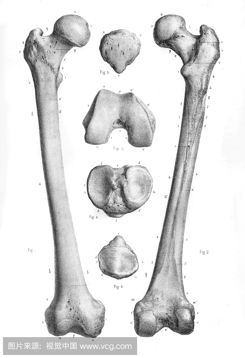 股骨解剖雕刻1866年