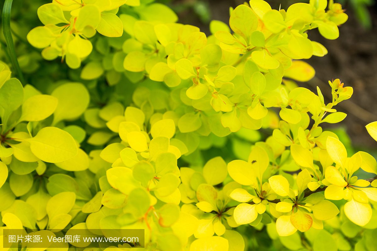 自然,选择对焦,水平画幅,无人