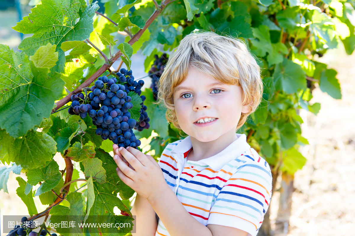 微笑快乐金发碧眼的孩子男孩在葡萄背景上吃成
